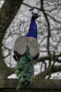 Peacock perching on branch
