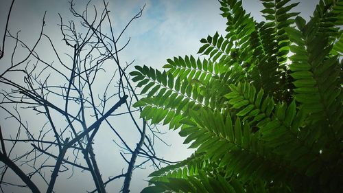 Low angle view of tree against sky