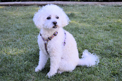 Portrait of dog sitting on grass