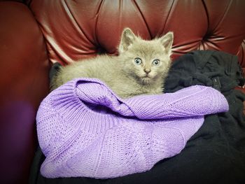 Close-up portrait of cat relaxing on purple