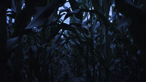 Full frame shot of plants at night