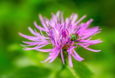 Close-up of pink flower