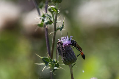 Close-up of insect on purple flower