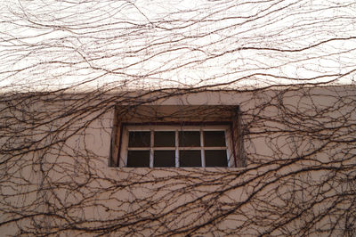 Low angle view of bare tree and building during winter