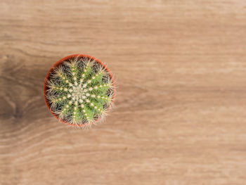 High angle view of succulent plant on table