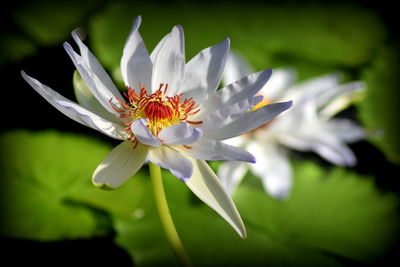 Close-up of flower blooming outdoors