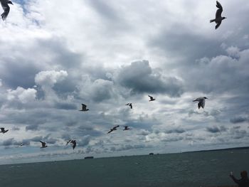 Seagulls flying over beach against sky