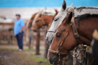 Close-up of horse