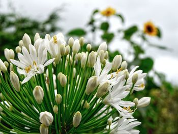 Close-up of white agapanthus, variety queen mum flowering plant