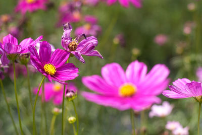 Close-up of pink flowering plants