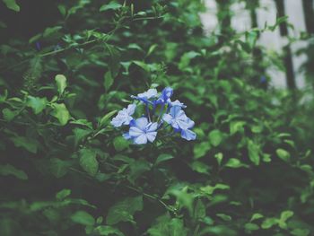 Close-up of blue flowers growing on plants