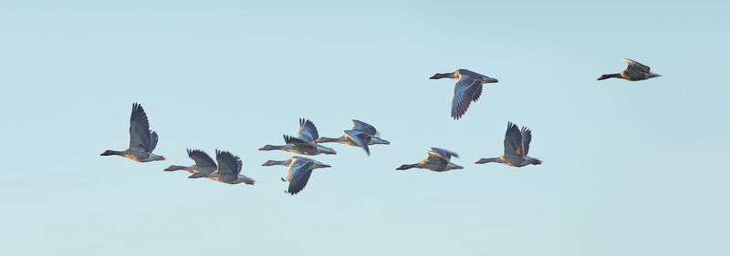 Low angle view of bird flying against clear sky