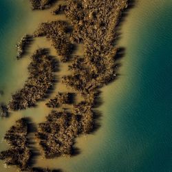 High angle view of trees by sea