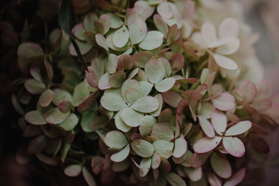 High angle view of flowering plant