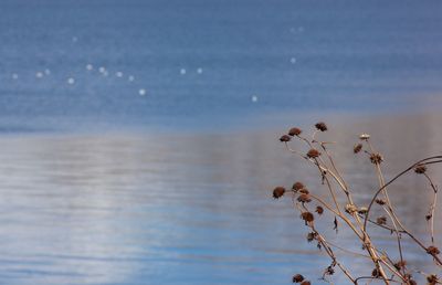 Close-up of plant against sea