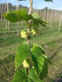 Close-up of plant against blurred background