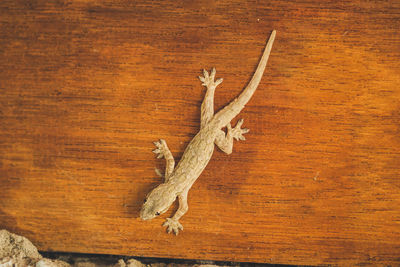 High angle view of lizard