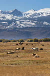 Farm hands herd cattle with snow covered sierra nevada mountains in the distance