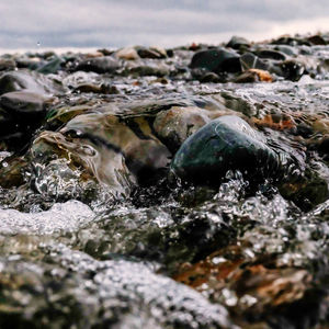 Close-up of turtle in sea