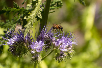 Close-up of bee pollinating on purple flower