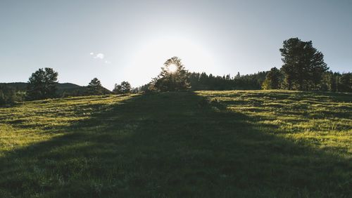 Scenic view of field against clear sky