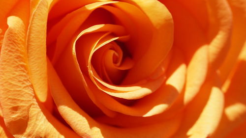 Full frame shot of orange rose