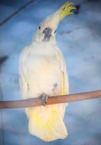 Close-up of bird perching outdoors