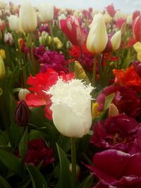 Close-up of roses blooming outdoors