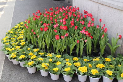 High angle view of red tulip flowers