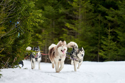 Dogs running on snow covered land