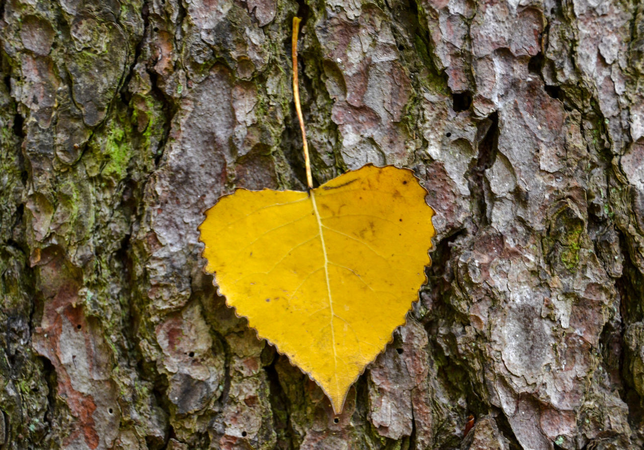 CLOSE-UP OF YELLOW LEAF OVER TREE TRUNK