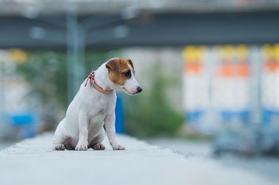 Dog looking away