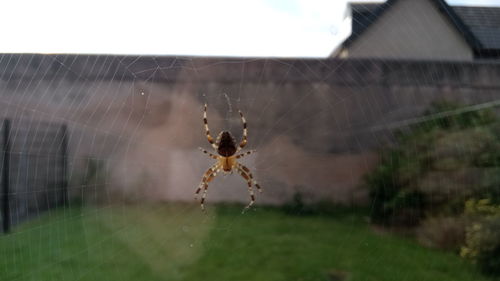 Close-up of spider on web