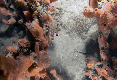 reef