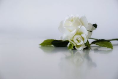 Close-up of white rose flower