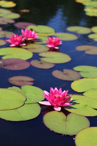 Close-up of lotus water lilies