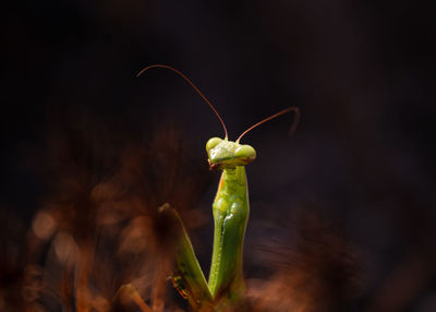 Close-up of grasshopper on plant