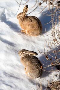 Two rabbits enjoying the morning sun 