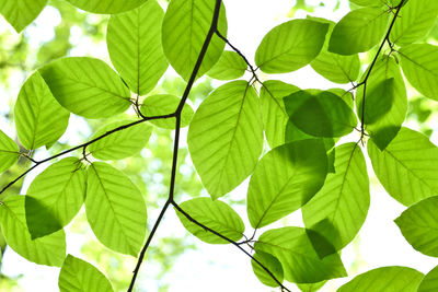 Low angle view of leaves on plant