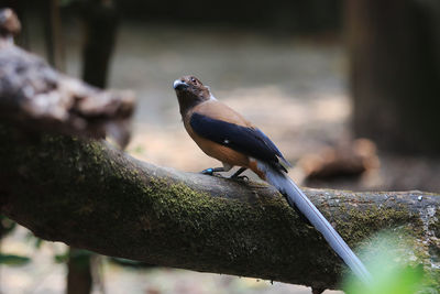 Close-up of bird perching on branch