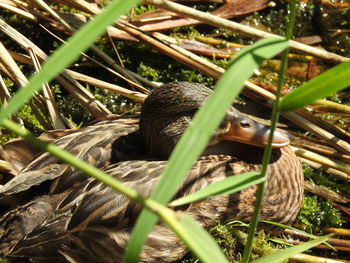 Close-up of a bird on a field