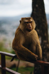 Lion looking away while sitting on railing