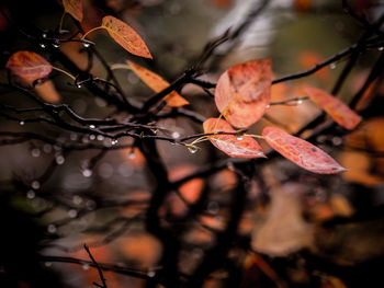 Close-up of wet autumn leaves during rainy season
