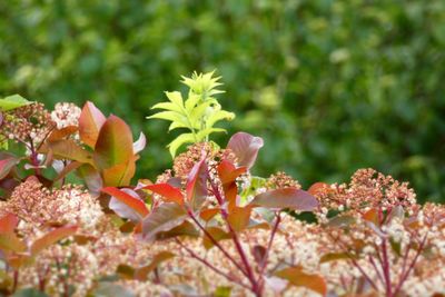 Close-up of flowering plant