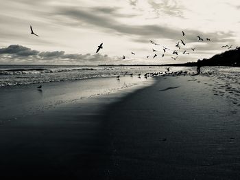 Seagulls flying over beach against sky during sunset