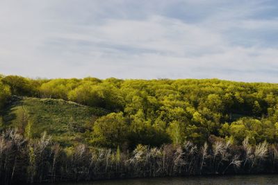 Scenic view of forest against sky