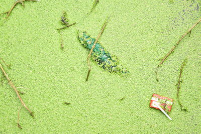 High angle view of crab on leaf