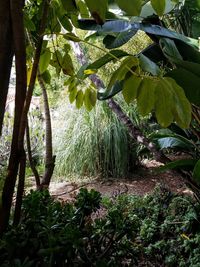 Close-up of fresh green plants in forest