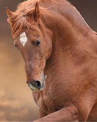 Close-up of horse