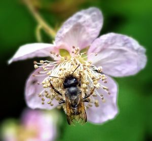 Close-up of bee pollinating flower